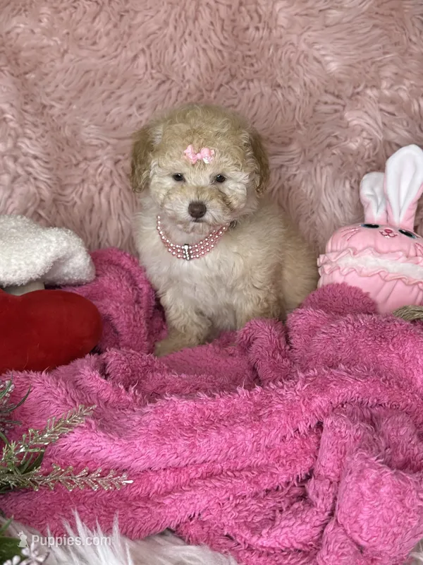 Gigi – Poodle - Toy  puppy for sale in Godwin, NC