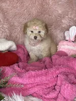 Gigi, a female Poodle - Toy  for sale in Godwin, NC – 1 of 5
