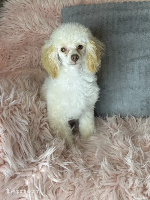 Rosemary 🌹  – Poodle - Toy  puppy for sale in Godwin, NC