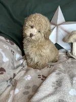 Yankee, a male Poodle - Toy  for sale in Godwin, NC – 3 of 8