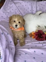 Cupcake, a female Maltipoo for sale in Godwin, NC – 5 of 7