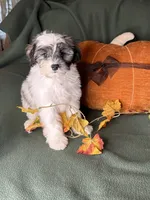 Lemon, a male Shihpoo for sale in Godwin, NC – 4 of 6