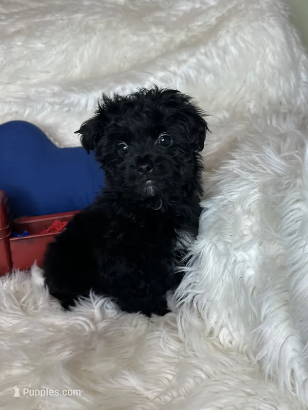 Stewart Little – Morkie puppy for sale in Godwin, NC