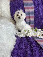 Trinity 🎀, a female Maltese for sale in Godwin, NC – 5 of 5