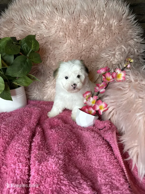 Sissy – Morkie puppy on hold in Godwin, NC