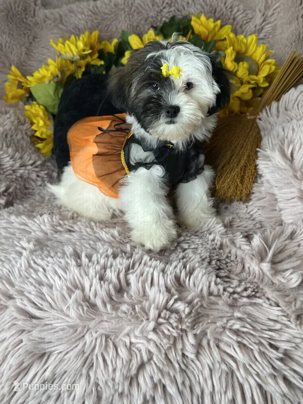 Lolly – Shihpoo puppy for sale in Godwin, NC