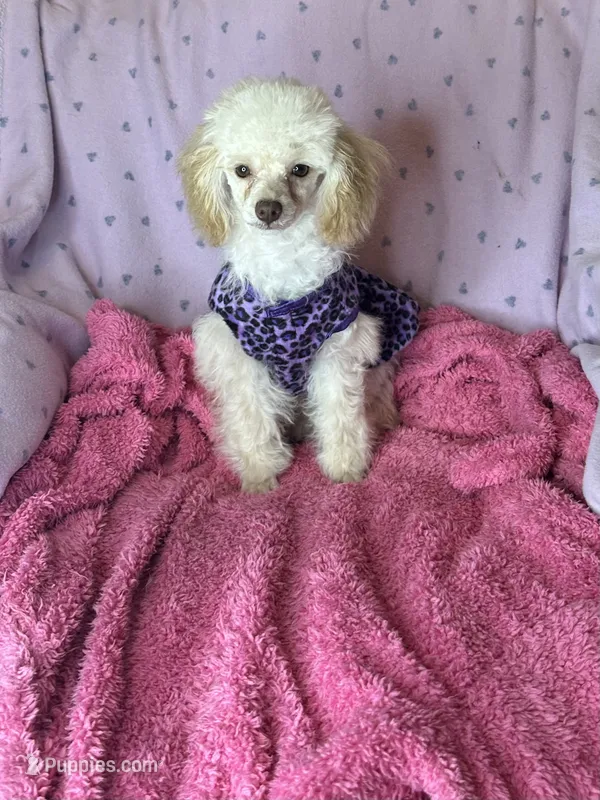 Rosemary 🌹  – Poodle - Toy  puppy for sale in Godwin, NC