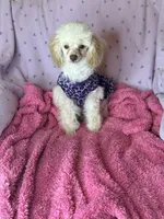 Rosemary 🌹 , a female Poodle - Toy  for sale in Godwin, NC – 1 of 6