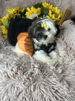 Lolly, a female Shihpoo for sale in Godwin, NC – 3 of 8