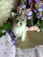 Sheba💎, a female Chorkie for sale in Godwin, NC – 4 of 4
