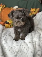 Archie, a male Peekapoo for sale in Godwin, NC – 5 of 5