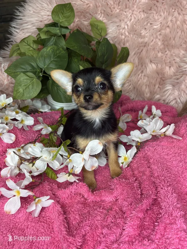 Sheba – Chorkie puppy for sale in Godwin, NC