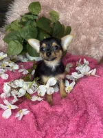 Sheba, a female Chorkie for sale in Godwin, NC – 1 of 4