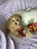 Cupcake, a female Maltipoo for sale in Godwin, NC – 6 of 7