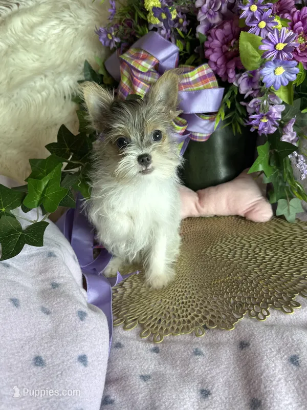 Sheba💎 – Chorkie puppy for sale in Godwin, NC