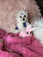 Trinity , a female Maltese for sale in Godwin, NC – 2 of 5