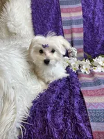 Trinity 🎀, a female Maltese for sale in Godwin, NC – 3 of 5