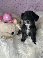 Pepper, a female Yorkipoo for sale in Godwin, NC – 2 of 4