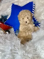 Yankee, a male Poodle - Toy  for sale in Godwin, NC – 6 of 6