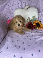 Cupcake, a female Maltipoo for sale in Godwin, NC – 4 of 7