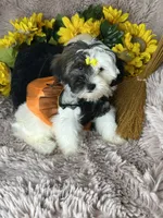 Lolly, a female Shihpoo for sale in Godwin, NC – 5 of 8