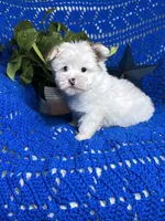 Sammy , a male Morkie for sale in Godwin, NC – 3 of 7