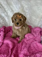 Felicity, a female Poodle - Toy  for sale in Godwin, NC – Photo 3 of 3