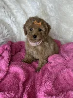 Felicity, a female Poodle - Toy  for sale in Godwin, NC – Photo 2 of 3