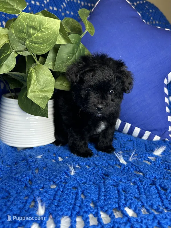 Star – Morkie puppy for sale in Godwin, NC
