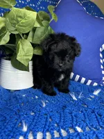 Star, a male Morkie for sale in Godwin, NC – 1 of 4