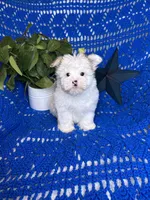 Sammy , a male Morkie for sale in Godwin, NC – 2 of 7