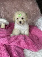 Rosemary , a female Poodle - Toy  for sale in Godwin, NC – 2 of 4