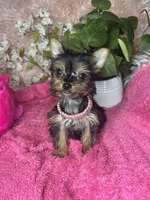 Cherry, a female Yorkshire Terrier for sale in Godwin, NC – 2 of 5
