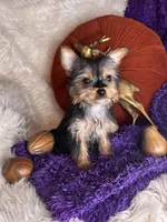 Cherry, a female Yorkshire Terrier for sale in Godwin, NC – 4 of 5