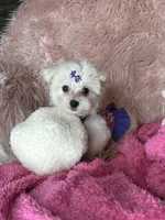 Trinity , a female Maltese for sale in Godwin, NC – 5 of 5