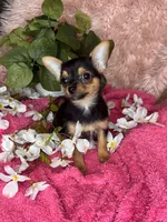 Sheba, a female Chorkie for sale in Godwin, NC – 3 of 4