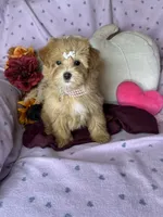 Caramel , a female Maltipoo for sale in Godwin, NC – 6 of 8