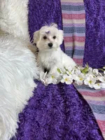 Trinity 🎀, a female Maltese for sale in Godwin, NC – 4 of 5
