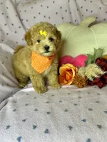 Cookie, a female Maltipoo for sale in Godwin, NC – 4 of 7