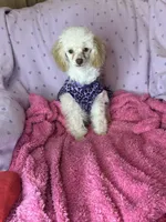 Rosemary 🌹 , a female Poodle - Toy  for sale in Godwin, NC – 6 of 6