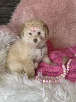Gigi, a female Poodle - Toy  for sale in Godwin, NC – 4 of 5