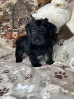Pumpkin, a male Yorkipoo for sale in Godwin, NC – 4 of 4