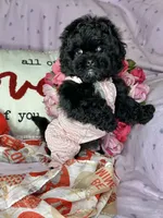 processed/33a6db7c-6a1a-4167-b413-93d6a93f1101/listing/f61eaeb0-f7c1-4b85-b1f1-15fa45d4affc/6556fe8a-e1f9-4d7f-95cf-fc1d4f56e3c1