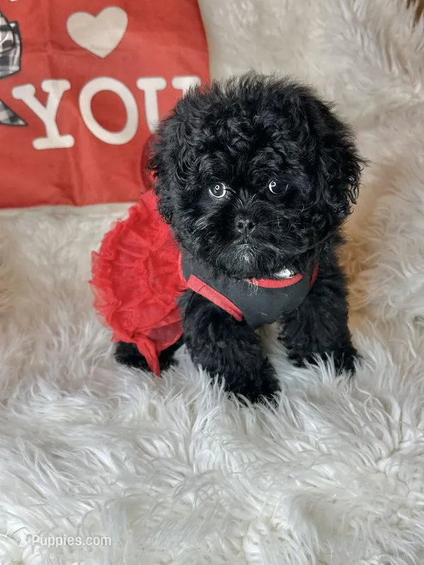 Montana – Peekapoo puppy for sale in Godwin, NC