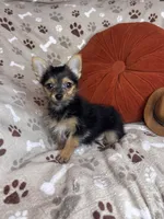 Shubunkin, a male Chorkie for sale in Godwin, NC – 3 of 4