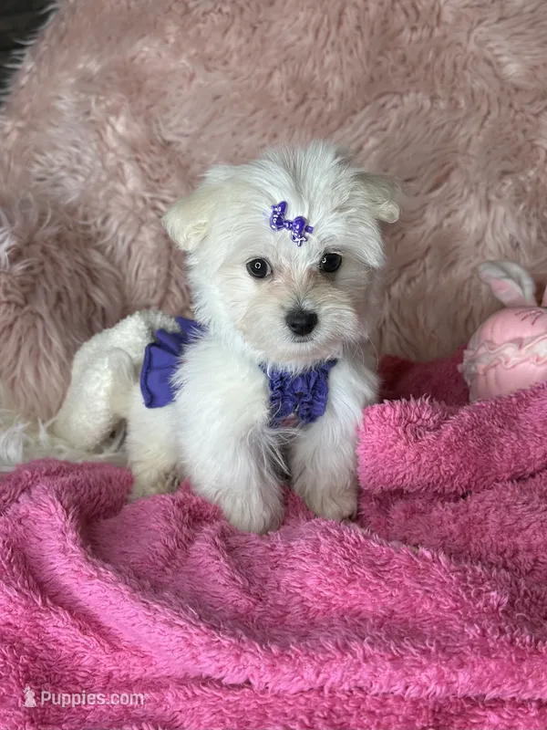 Trinity  – Maltese puppy for sale in Godwin, NC