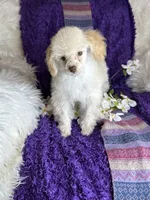 Rosemary 🌹 , a female Poodle - Toy  for sale in Godwin, NC – 3 of 6