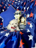 Teddy , a male Maltese for sale in Godwin, NC – Photo 5 of 5