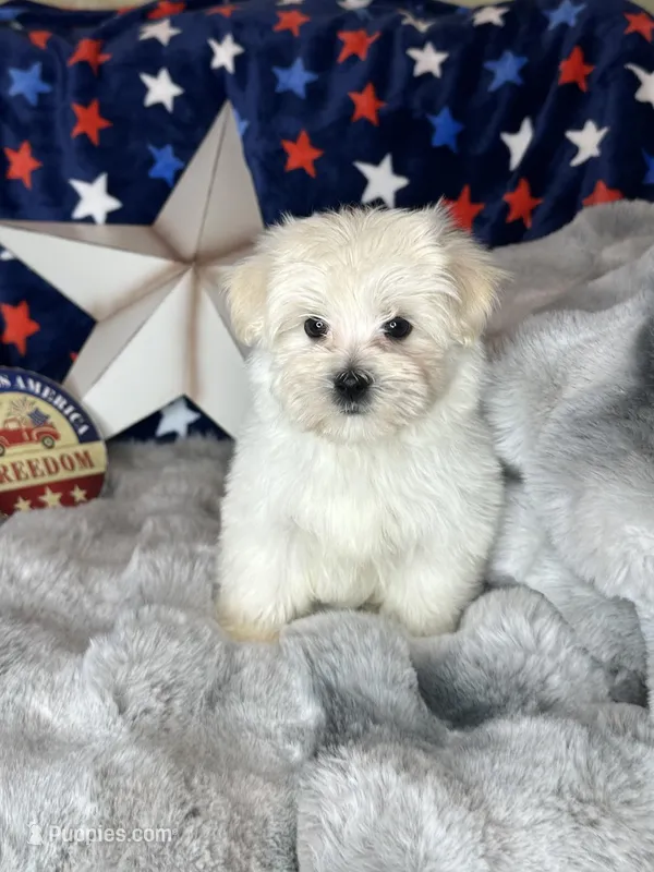 Teddy  – Maltese puppy for sale in Godwin, NC