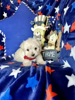 Teddy , a male Maltese for sale in Godwin, NC – Photo 3 of 5